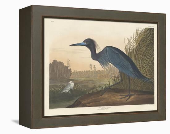 Blue Crane or Heron, 1836-John James Audubon-Framed Premier Image Canvas