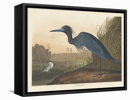 Blue Crane or Heron, 1836-John James Audubon-Framed Premier Image Canvas