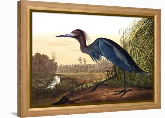 Blue Crane or Heron, from the Birds of America-John James Audubon-Framed Premier Image Canvas