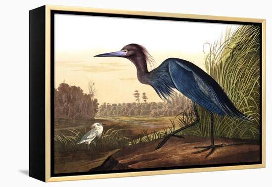 Blue Crane or Heron, from the Birds of America-John James Audubon-Framed Premier Image Canvas