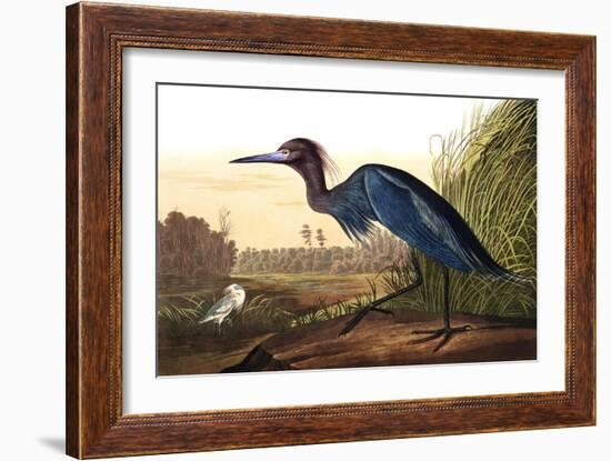 Blue Crane or Heron, from the Birds of America-John James Audubon-Framed Giclee Print