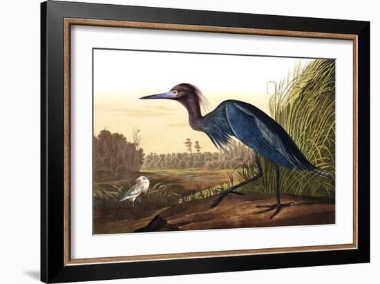 Blue Crane or Heron, from the Birds of America-John James Audubon-Framed Giclee Print