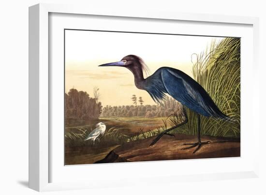 Blue Crane or Heron, from the Birds of America-John James Audubon-Framed Giclee Print