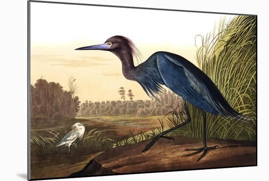 Blue Crane or Heron, from the Birds of America-John James Audubon-Mounted Giclee Print