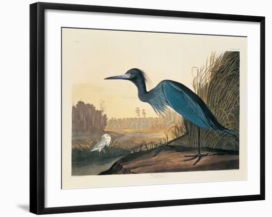 Blue Crane or Heron Plate 307-Porter Design-Framed Premium Giclee Print