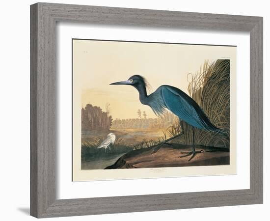 Blue Crane or Heron Plate 307-Porter Design-Framed Giclee Print