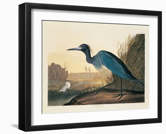 Blue Crane or Heron Plate 307-Porter Design-Framed Giclee Print