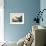 Blue Crane or Heron Plate 307-Porter Design-Framed Giclee Print displayed on a wall