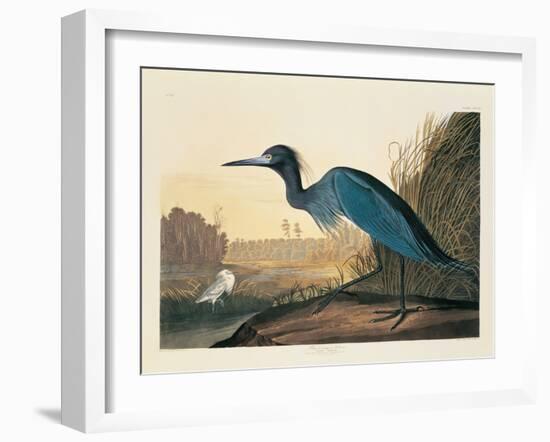 Blue Crane or Heron Plate 307-Porter Design-Framed Giclee Print