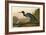 Blue Crane or Heron-John James Audubon-Framed Giclee Print