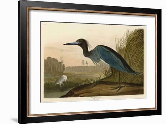 Blue Crane or Heron-John James Audubon-Framed Giclee Print