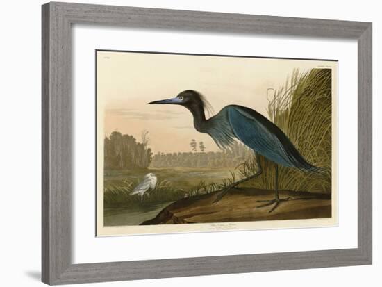 Blue Crane or Heron-John James Audubon-Framed Giclee Print