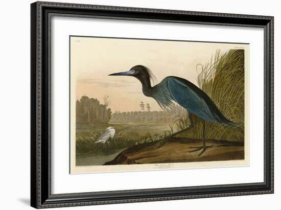 Blue Crane or Heron-John James Audubon-Framed Giclee Print