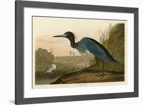 Blue Crane or Heron-John James Audubon-Framed Giclee Print