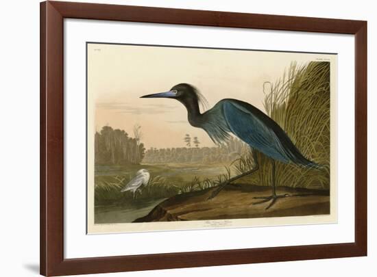 Blue Crane or Heron-John James Audubon-Framed Giclee Print