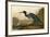 Blue Crane or Heron-John James Audubon-Framed Giclee Print