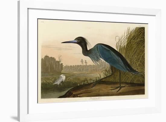 Blue Crane or Heron-John James Audubon-Framed Giclee Print