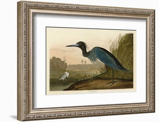 Blue Crane or Heron-John James Audubon-Framed Art Print