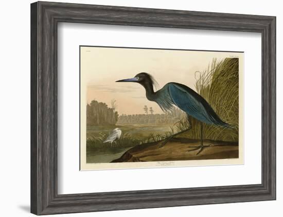 Blue Crane or Heron-John James Audubon-Framed Art Print