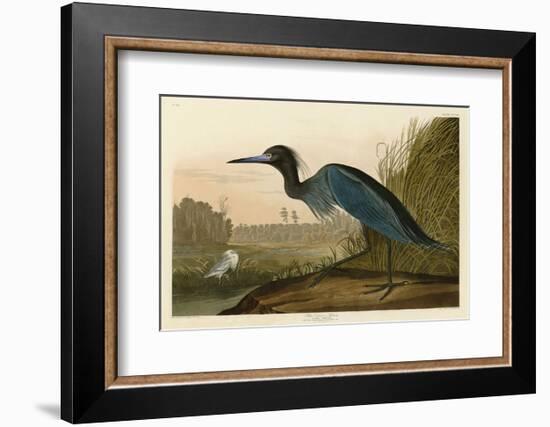 Blue Crane or Heron-John James Audubon-Framed Art Print