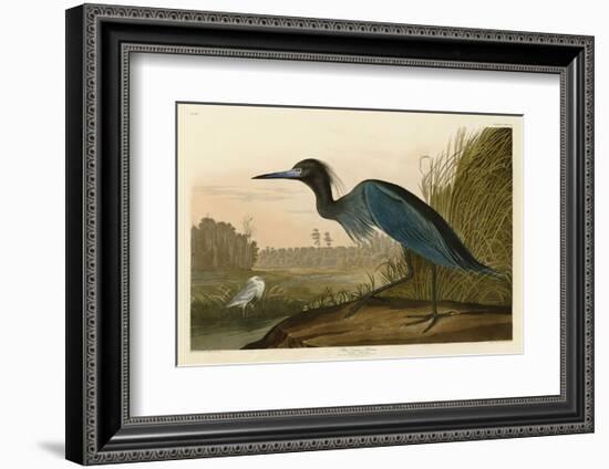 Blue Crane or Heron-John James Audubon-Framed Art Print