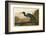 Blue Crane or Heron-John James Audubon-Framed Art Print