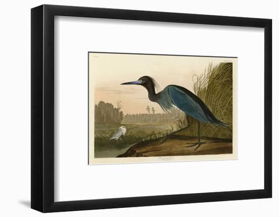 Blue Crane or Heron-John James Audubon-Framed Art Print