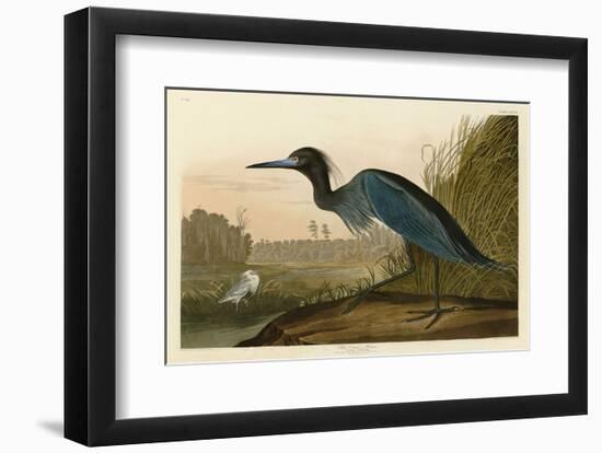 Blue Crane or Heron-John James Audubon-Framed Art Print