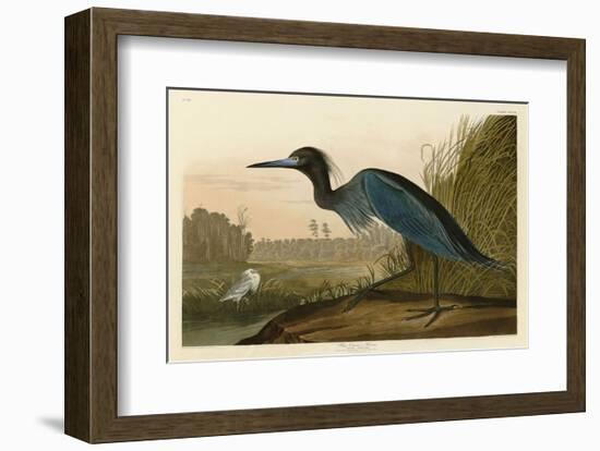 Blue Crane or Heron-John James Audubon-Framed Art Print