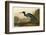 Blue Crane or Heron-John James Audubon-Framed Art Print