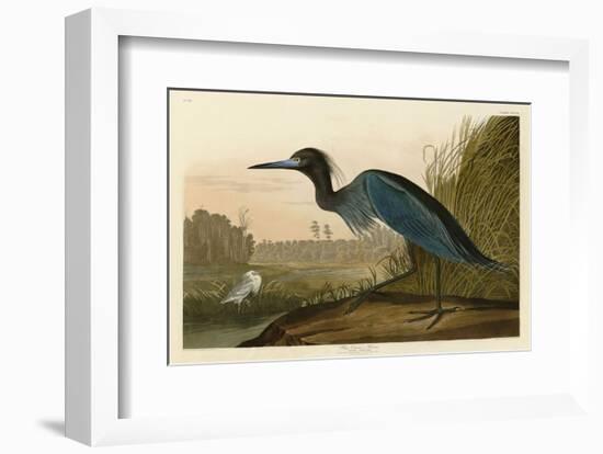 Blue Crane or Heron-John James Audubon-Framed Art Print