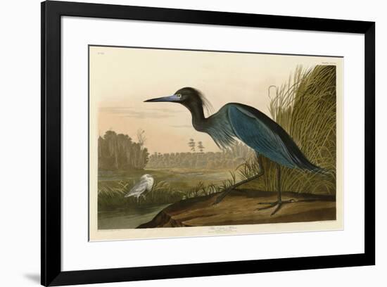 Blue Crane or Heron-John James Audubon-Framed Art Print