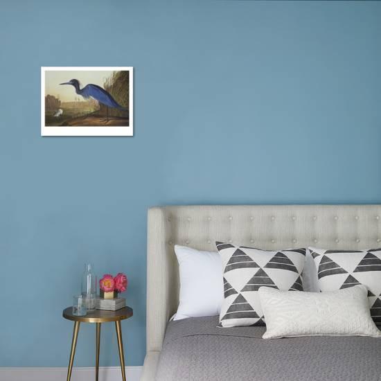 Loons And Turtles And Cranes Oh My >> Blue Crane Or Heron Art Print By John James Audubon Art Com Loons And Turtles And Cranes Oh My >> Blue Crane Or Heron Art Print By John James Audubon Art Com