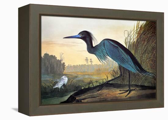 Blue Crane or Heron-John James Audubon-Framed Premier Image Canvas