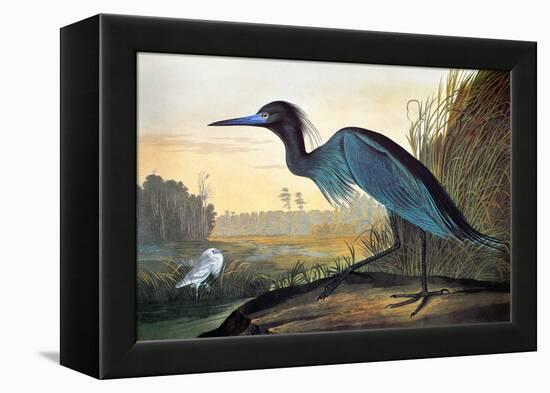 Blue Crane or Heron-John James Audubon-Framed Premier Image Canvas