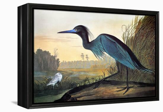 Blue Crane or Heron-John James Audubon-Framed Premier Image Canvas