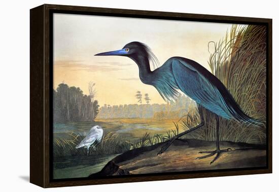 Blue Crane or Heron-John James Audubon-Framed Premier Image Canvas