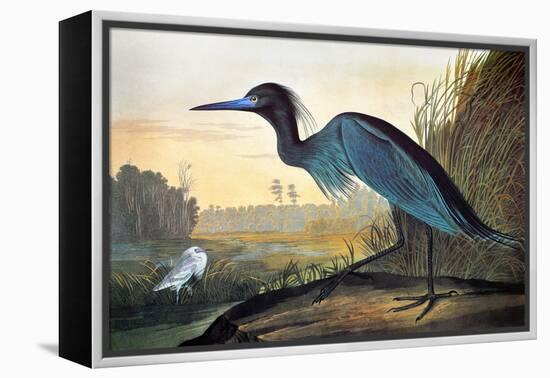 Blue Crane or Heron-John James Audubon-Framed Premier Image Canvas