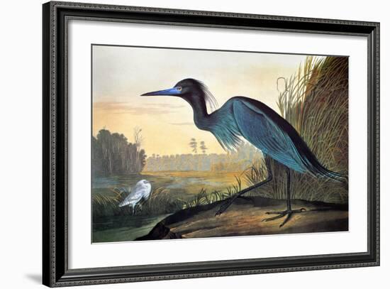 Blue Crane or Heron-John James Audubon-Framed Giclee Print