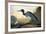 Blue Crane or Heron-John James Audubon-Framed Giclee Print