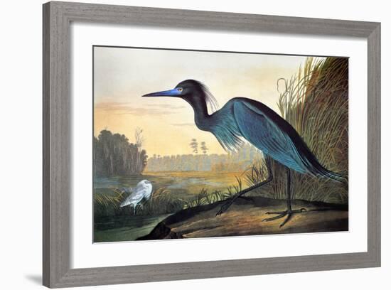 Blue Crane or Heron-John James Audubon-Framed Giclee Print