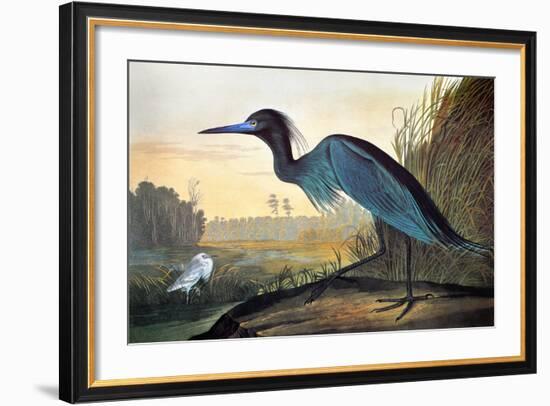 Blue Crane or Heron-John James Audubon-Framed Giclee Print