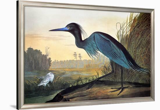 Blue Crane or Heron-John James Audubon-Framed Giclee Print