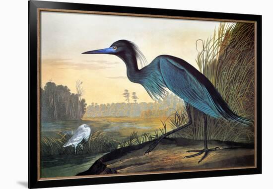 Blue Crane or Heron-John James Audubon-Framed Giclee Print