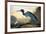 Blue Crane or Heron-John James Audubon-Framed Giclee Print