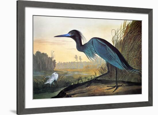 Blue Crane or Heron-John James Audubon-Framed Giclee Print