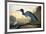 Blue Crane or Heron-John James Audubon-Framed Giclee Print