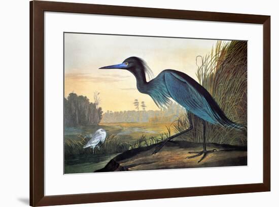 Blue Crane or Heron-John James Audubon-Framed Premium Giclee Print