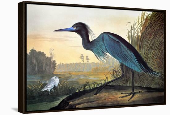 Blue Crane or Heron-John James Audubon-Framed Premier Image Canvas