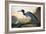 Blue Crane or Heron-John James Audubon-Framed Giclee Print